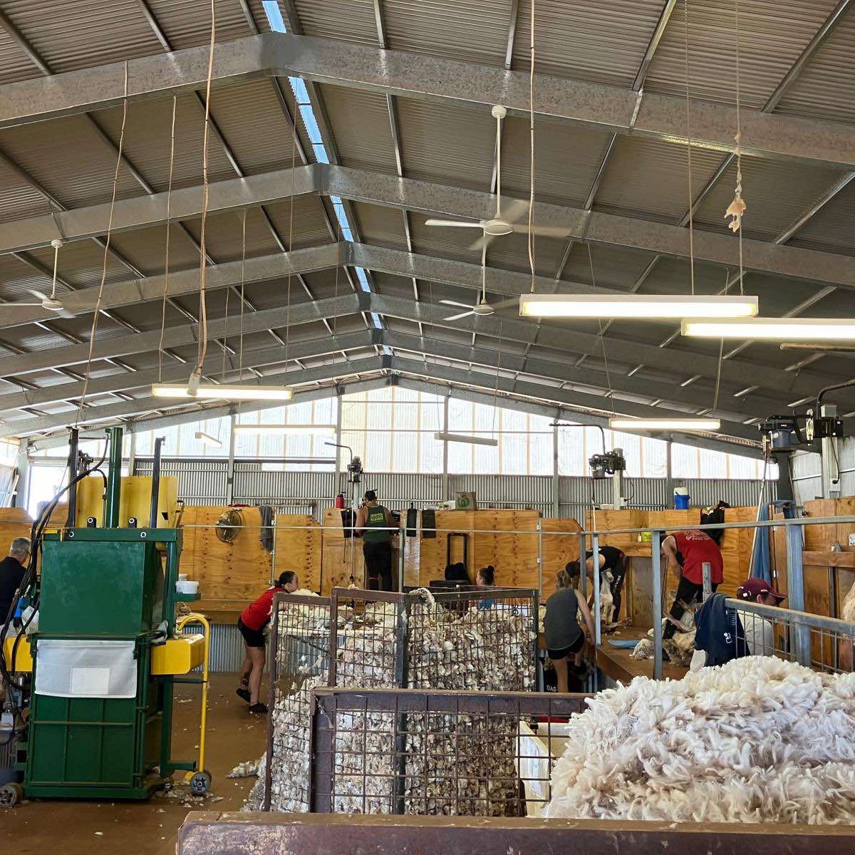 QualityWool's tweet photo. WOOL is flying at Yalpara Station this week, where Q clients Rob and Sharron McCarthy’s impressive two-story shearing shed is buzzing with the sound of main shearing at #Orroroo.

📸: Annabel Porter. https://t.co/ktF3xmI2tG