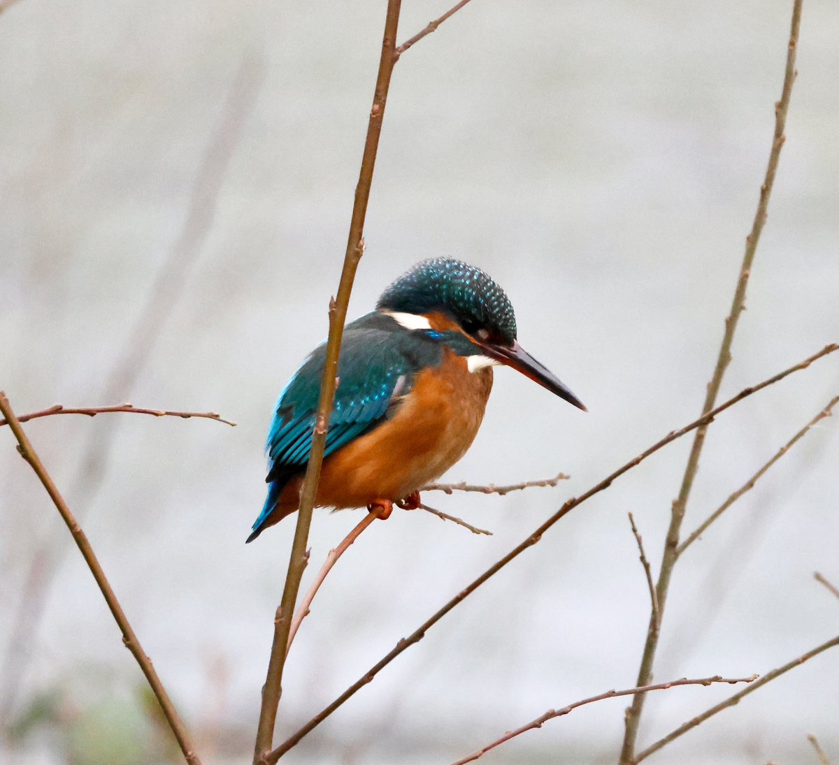 Sam Harris tweet media