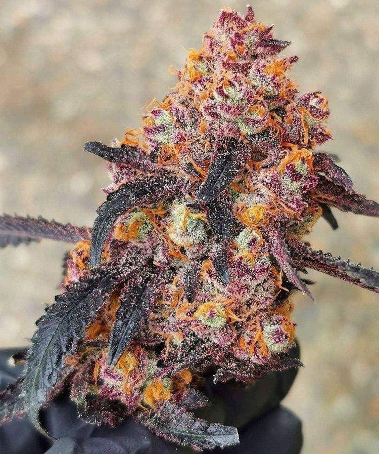Death Punch ☠️🥊🔥