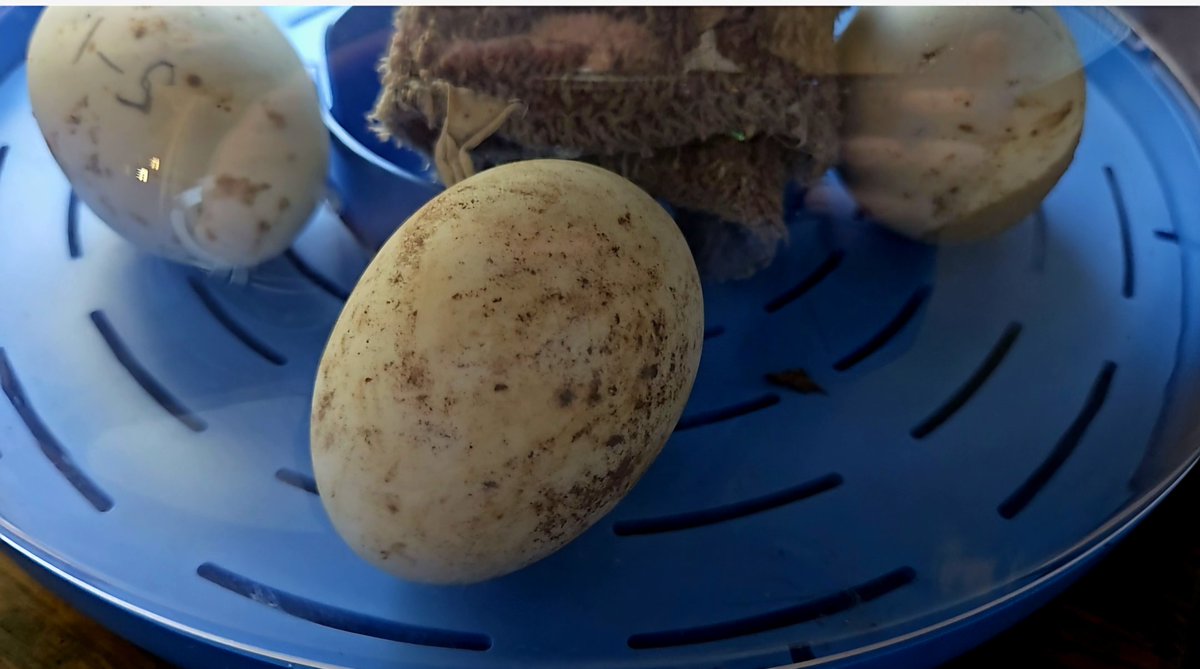 DrWendiGarrison's tweet photo. Food security starts in your own backyard. Watching my own duck and chicken eggs hatch means knowing exactly what goes into my food—no mystery, no middleman, just real nourishment for the future straight from the source (plus it's ridiculously fun to watch 🤣) https://t.co/Qqbme13Yki