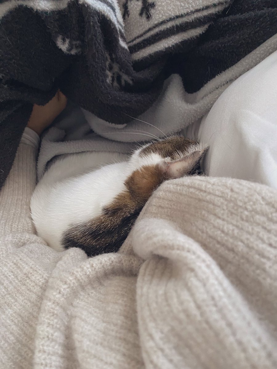 yyy_____v's tweet photo. 人間の脇で寝る猫はかわいい。 https://t.co/HRaLhLLyMD