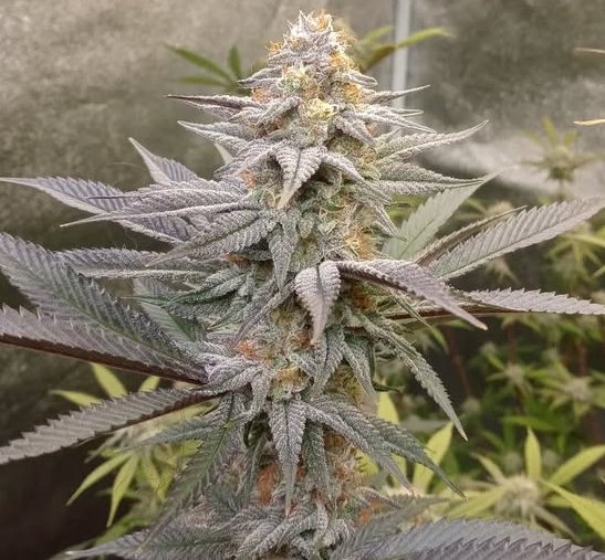 Smitty42075's tweet photo. Old pic of strawberry Kushbreath f2 from tarantula genetics. I'll be popping some more of these for sure 🍓😎 #growyourown #cannabiscommunity #organic #ledgrow https://t.co/T846YZszWm