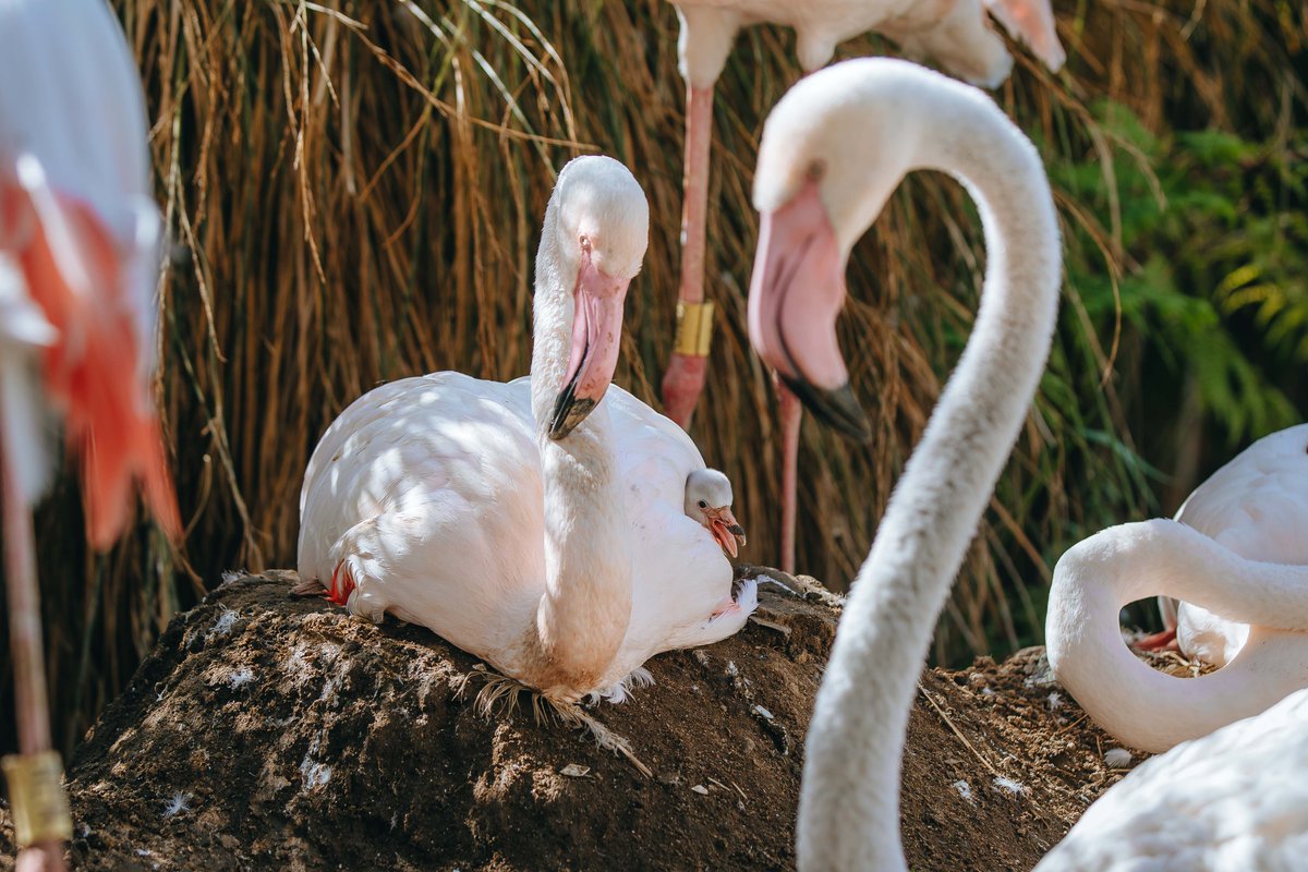 aucklandzoo's tweet photo. Flamingo breeding season is in full swing! The first chick of the season hatched 26th January, under flamingo foster parents Sharon and Gabriel. Over the next few days, the chick will stay nestled under the adults' feathers, gradually becoming more independent as it grows. https://t.co/paOGHo0VlU