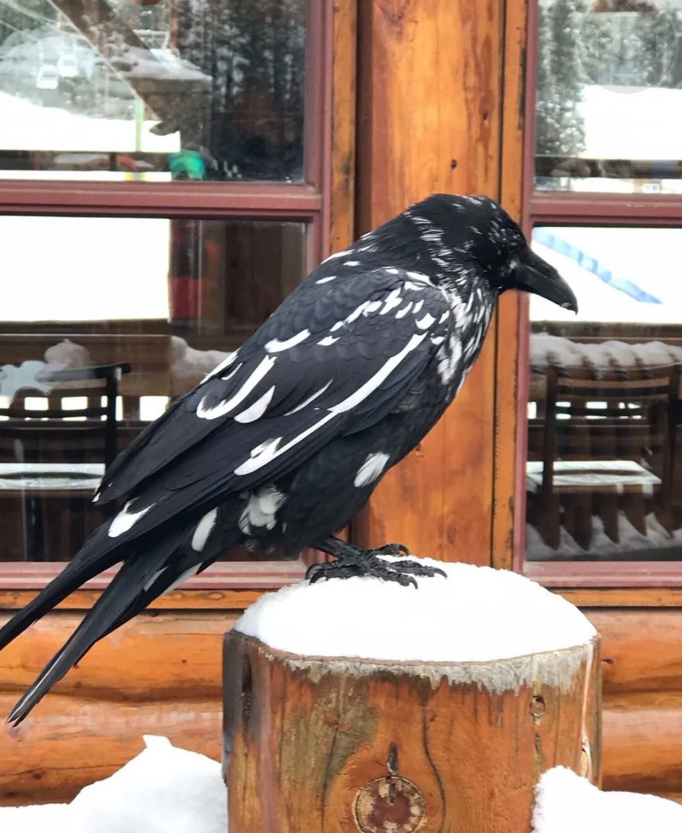 ZeroStateReflex's tweet image. Leucistic Raven