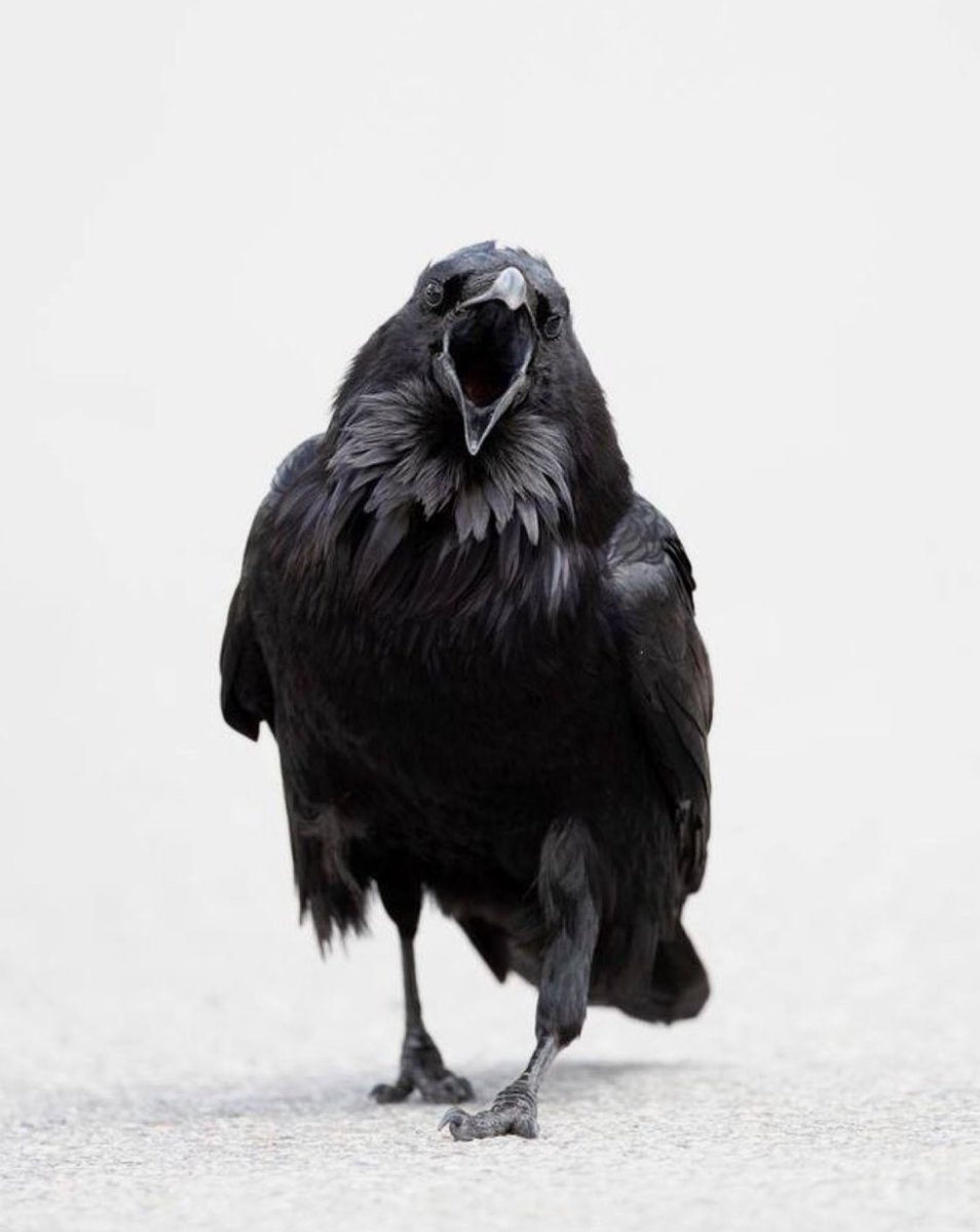 Melinda Shingler tweet media