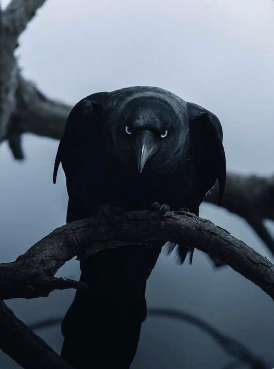 Melinda Shingler tweet media