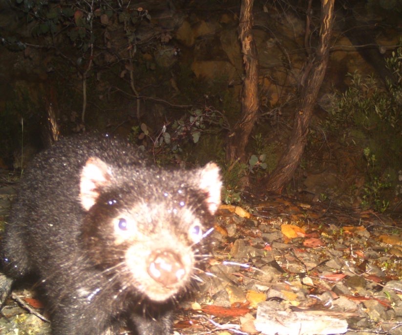 BobBrownFndn's tweet photo. A #TasmanianDevil in the forest in Tasmania's Central Highlands that is being logged.
Today, peaceful protesters have halted the destruction in these forests that are located just 15km from Lake St Clair National Park. 
Read our full release:  https://t.co/SIoytev5om
#politas https://t.co/lOdV6mO20X