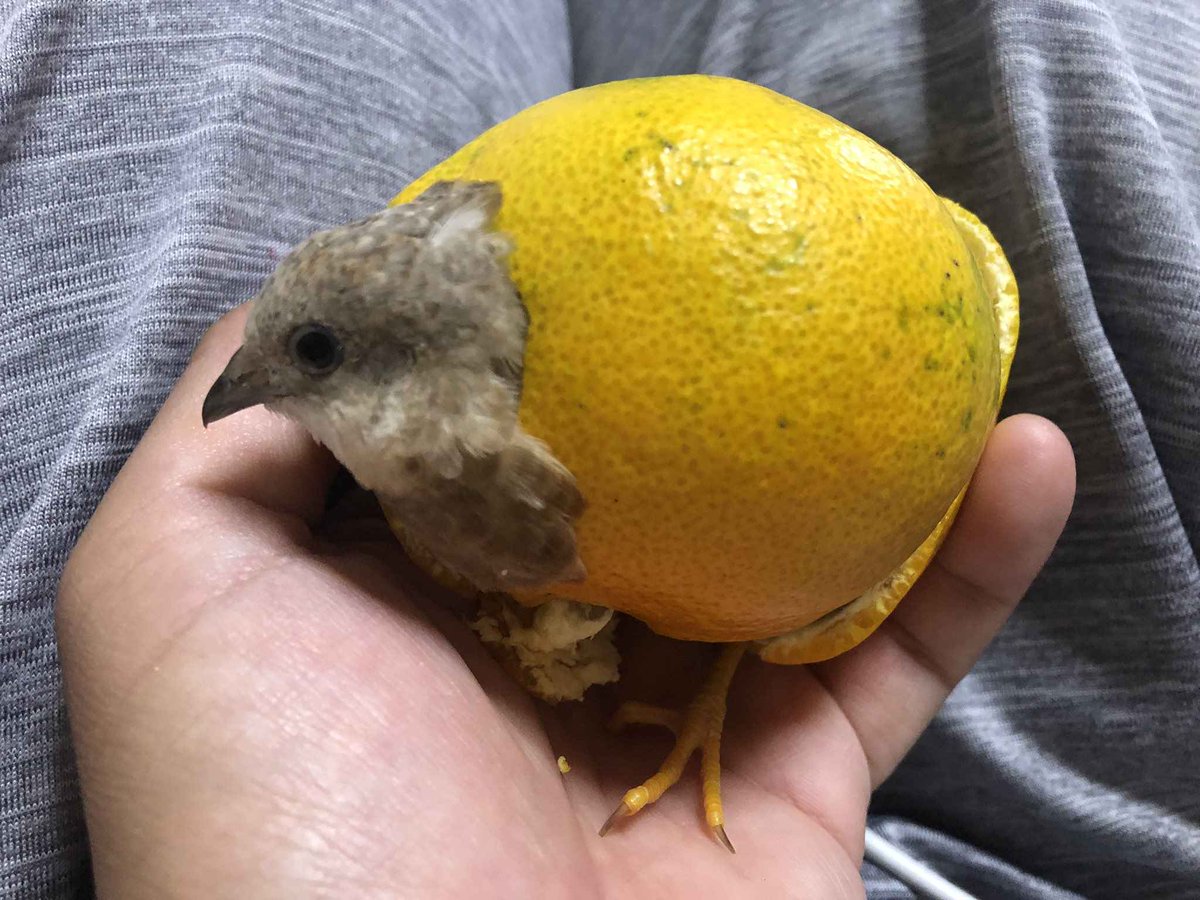 m_voidder's tweet photo. @La_Jose49 Lealtad pese a la desventaja

[Se que no es un OC, pero sería chistoso que dibujas a este pájaro envuelto por una cáscara de naranja] https://t.co/24eUf3HfFy