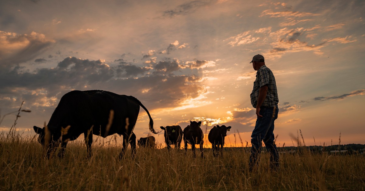 Producers, your voice matters! Learn how the Checkoff ensures transparency and two-way communication from Steve Springer, Wisconsin cattle producer and Cattlemen's Beef Board member. Read more: bit.ly/40z1oPT #BeefCheckoff
