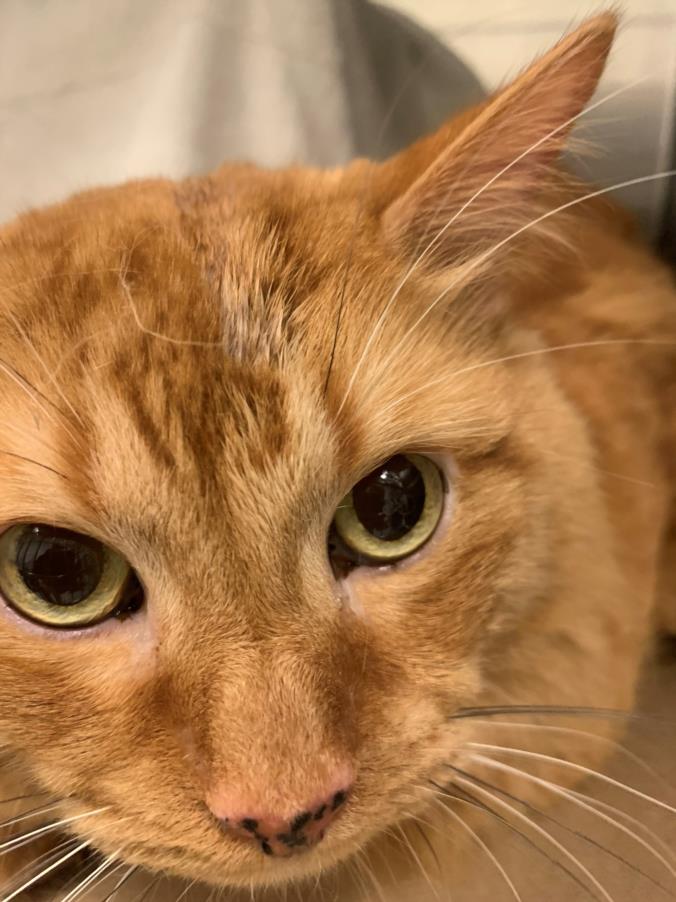 PetfindToronto's tweet photo. #KEELE #LAPAGE CRT Pls RT2unite #FOUND #CAT- 27-Jan-25 #Toronto Animal Services A0998125 #EAST 416-338-7539 ORG TABBY DMH M/3Yr https://t.co/5zDTCBIND0