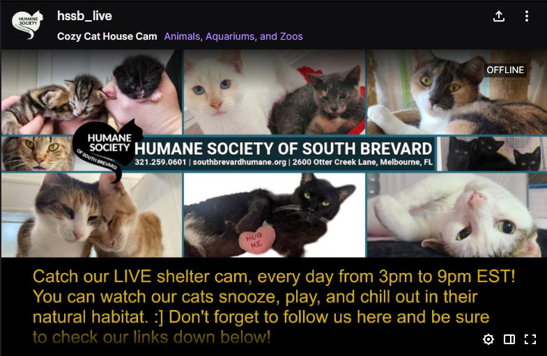 spookiecatz's tweet photo. If you’re on #Twitch and you love #cats, there’s a new cat stream from Humane Society of South Brevard Florida (non-profit/no-kill) & they only have 10 followers. #CatLovers on
@Twitch please give a follow! They stream daily at 4pm. https://t.co/E6OwC3gpRn #catcam #kittycam #meow https://t.co/aaldp2sDcT