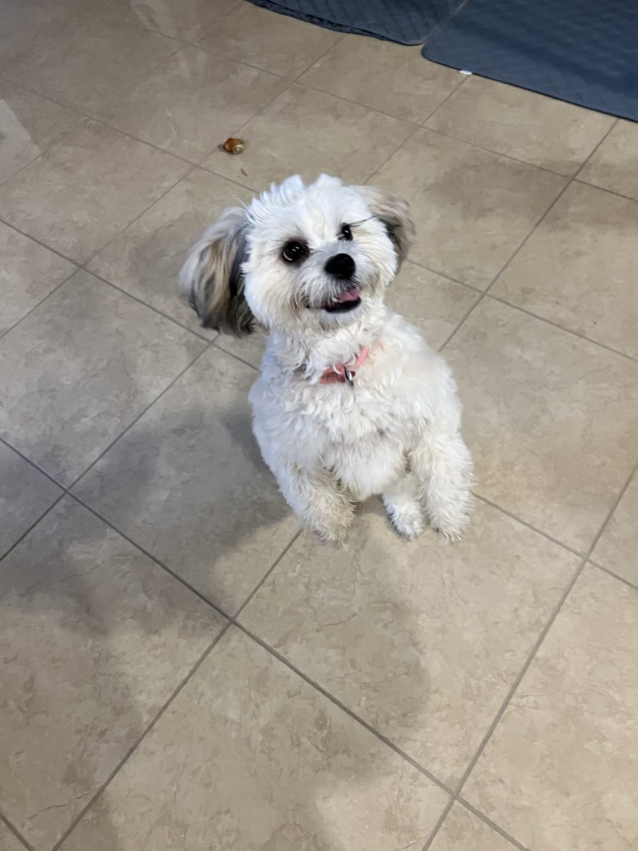 PawsAtHome's tweet image. Rolling out the new client #WelcomeWaggin for this little lady with the lovely lashes ❤️🐶🐾🥹