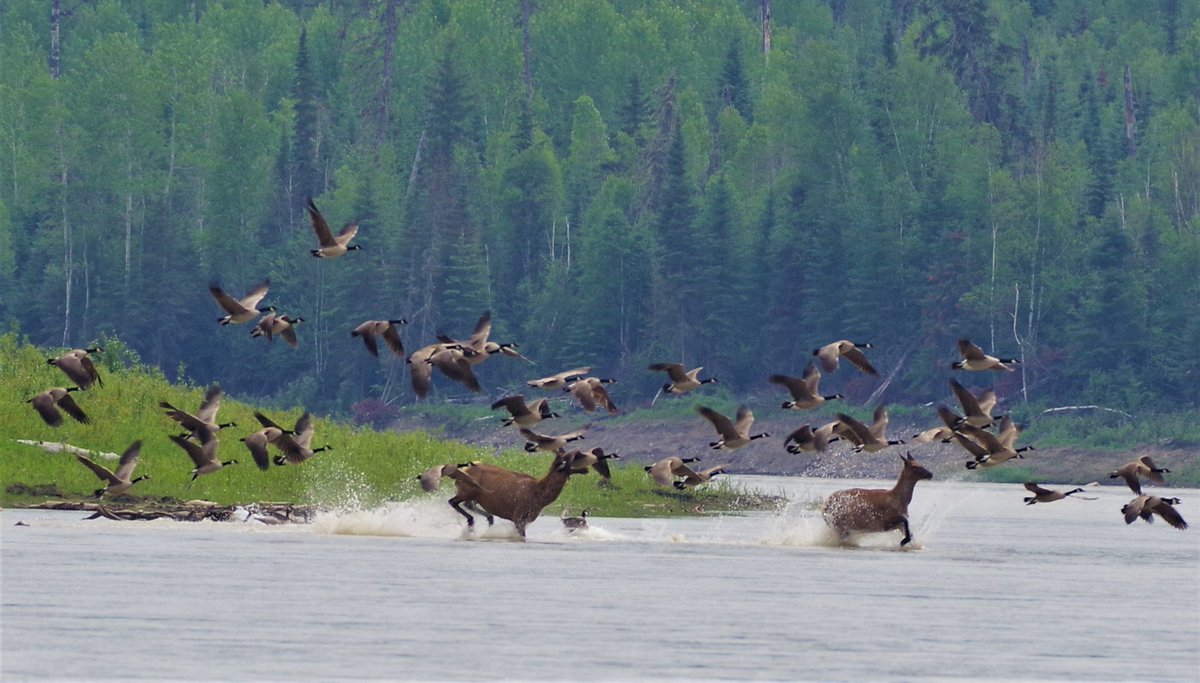 If you ever wanted to take a unique trip into the wilderness, @GrandRapidsWildernessAdventures provides travellers a one-of-a-kind experience down the Athabasca River!

Read our Guest Blog by owner/operators Darcy and Shirley Zelman: athabascaregiontourism.ca/tourism-spotli…