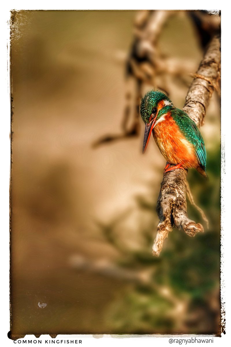 ragnyabhawani's tweet photo. Suprabhat 🙏
"Perched & Ready"
Common #Kingfisher
@SonyAlpha
#SonyAlphaShots
#BirdsSeenIn2025 #birdwatching
#IndiAves #natgeoindia
@sanshali1 @Devahoothi @bahutbadadanda @ClimbhiKc https://t.co/SatgHtwGR7