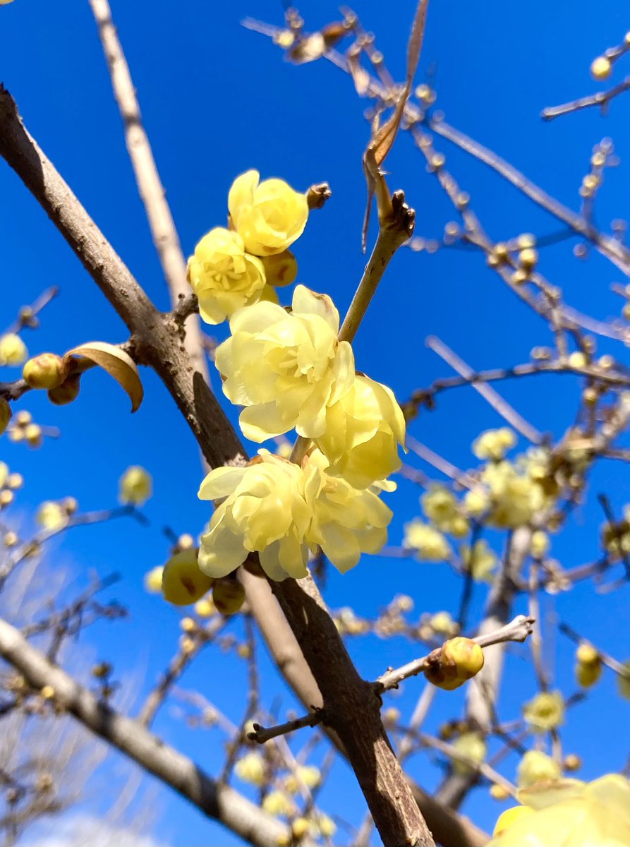 ロウバイ（蝋梅）が満開
甘い香りも花びらも蜜蝋みたいです。少し透き通っていて儚くて綺麗です
他の梅より早く咲き、あっという間に散るので　
気づかない人もいるのでは…

大好きな冬の花
今年もまた見られて幸せ😊
季節ごとの楽しみを見つけて
心に栄養を❤️

外を歩きながら探してみてね