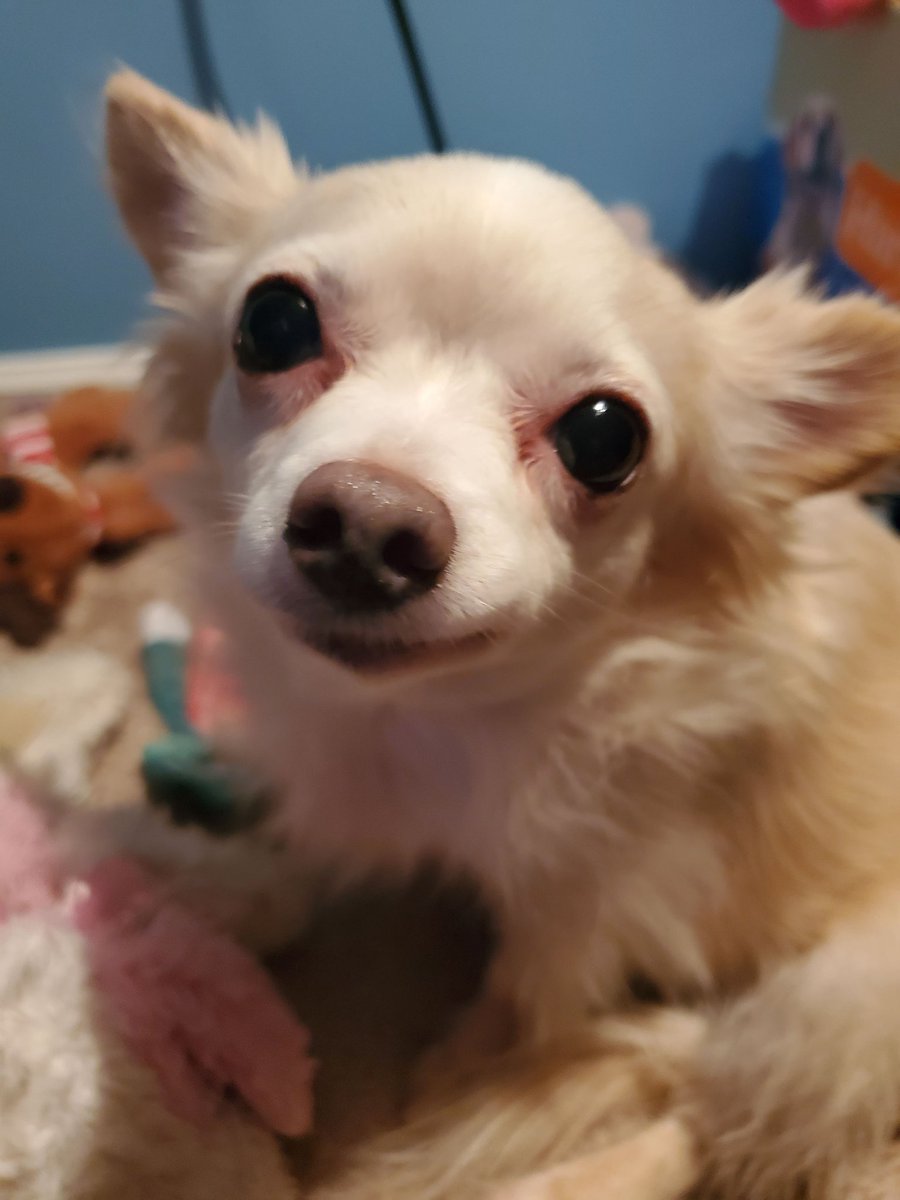 Tiki🌈s Legacy-Reo🌈Nina🌈#PuggieForever tweet media