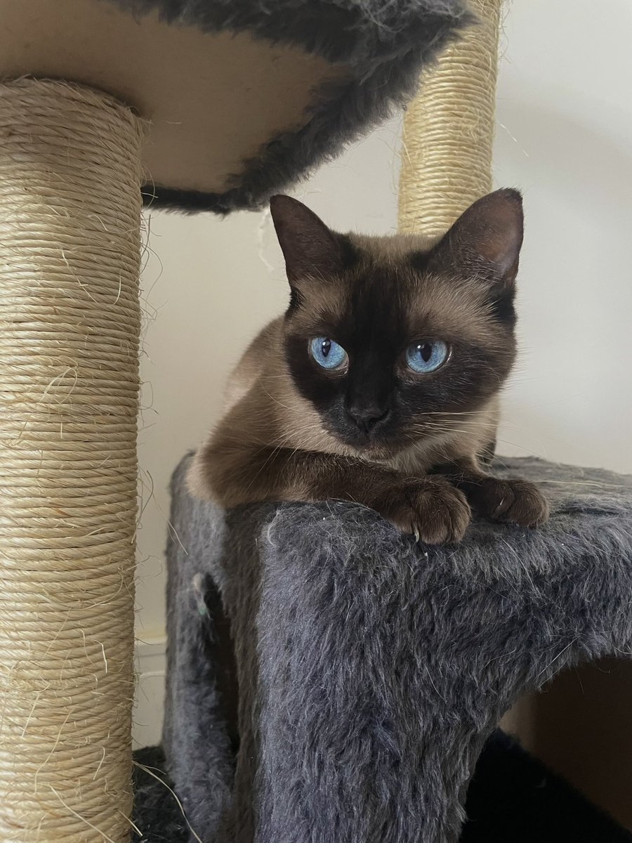 Okey_Kei's tweet photo. @gatinarios Allie vendo isso 👀 https://t.co/EWDV1ZG0dl
