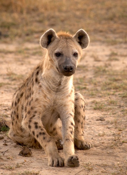 DrTOMontgomery's tweet photo. #wildlife 

For the first time in 5,000 years, a spotted hyena has been recorded in Egypt - maybe war drove the incredible journey from known populations in Darfur - but soon suffered a cruel fate.

Locals, furious at the loss of two goats, ran the hyena down with their truck. https://t.co/NzxcrIOD4D