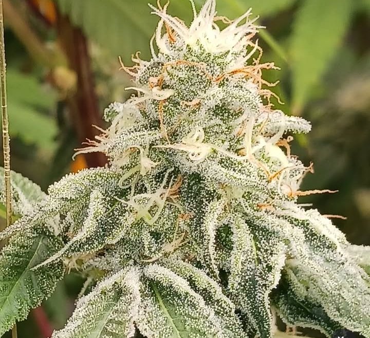 Smitty42075's tweet photo. Ogre OG 😎🌲⛽️🦨
NY 90s cut ✂️
#cannabiscommunity
#growyourown #organic #ledgrow https://t.co/mi10oLGSFh
