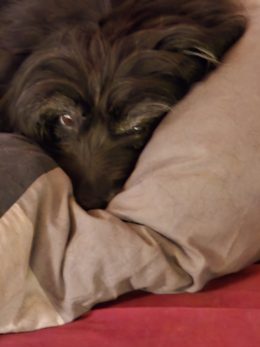 7 Jahre wird mein kleiner Grimm heute 🥰😍