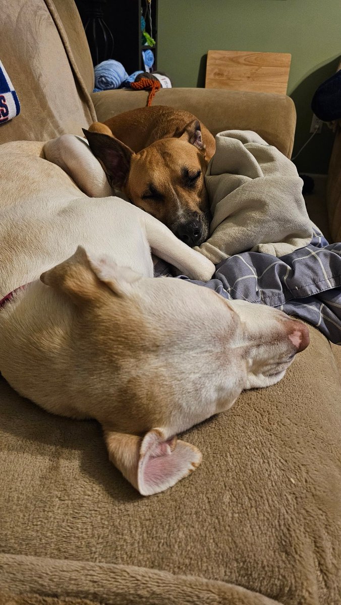 drnik46's tweet image. The perfect combination between love and chaos. #DailyRio #RubyRoo #RioAndRuby