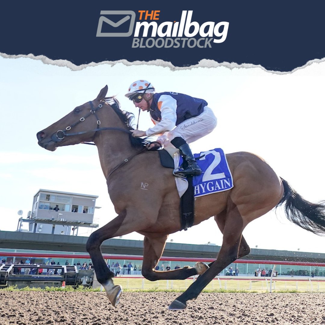 TMBBloodstock's tweet photo. #Rishiri strikes a very hot race at Pakenham (R6) tonight to kick his new campaign off. He showed very good ability at the start of last preparation before his form tapered off and as long as he is hitting the line well here, we will be happy going forward to his next start and beyond 🙏

Good luck to the ownership group! 🤝