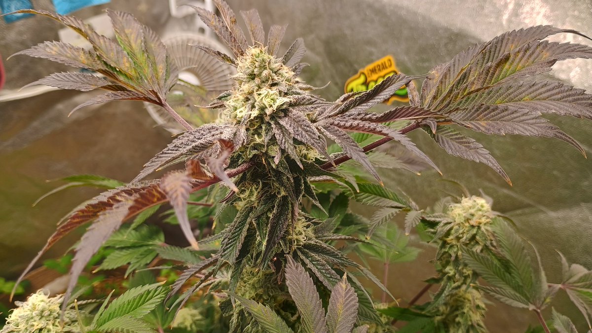 DjVisionaire tweet media