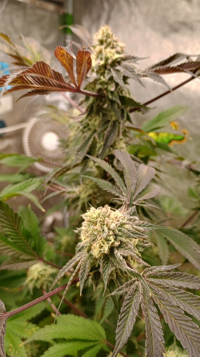 DjVisionaire tweet media