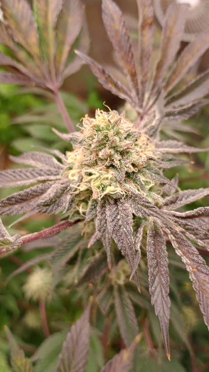 DjVisionaire tweet media