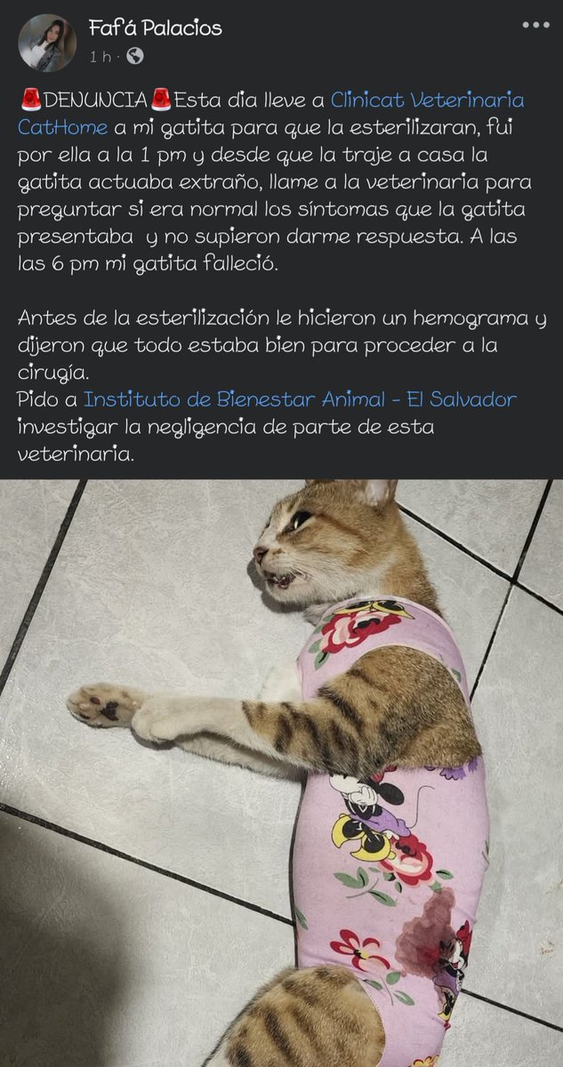 eccosv's tweet photo. 🚨 #DenunciaCiudadana || Solicitan investigación tras fallecimiento de gatita en clínica veterinaria

Una joven denunció públicamente a Clinicat Veterinaria CatHome, tras la muerte de su gatita pocas horas después de ser sometida a una cirugía de esterilización. Según la denunciante, la mascota presentó síntomas inusuales tras el procedimiento, pero el personal de la clínica no supo brindar una explicación clara sobre la situación.

A pesar de haber realizado un hemograma previo, en el que se determinó que la gatita estaba en condiciones para la cirugía, el animal falleció alrededor de las 6:00 p.m.

Se solicita al Instituto de Bienestar Animal - El Salvador  (@ibaelsalvador) investigar posibles actos de negligencia por parte de la veterinaria involucrada.