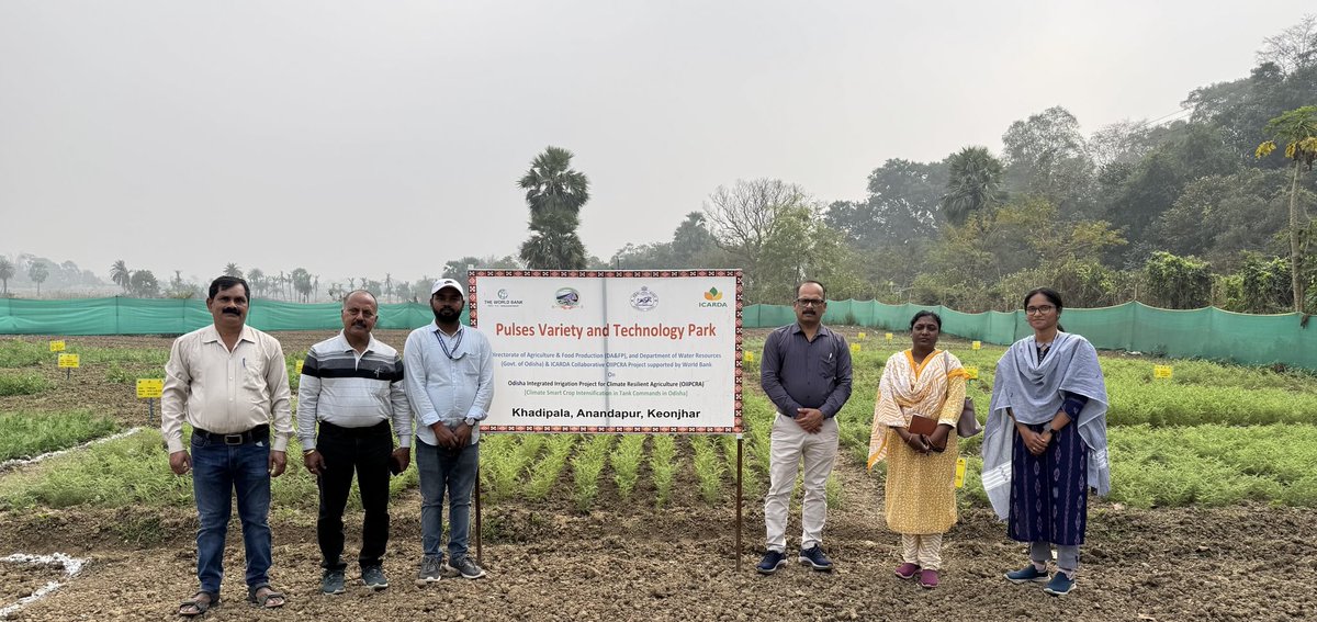 Pulses variety and technology park by ICARDA at Keonjhar district of Odisha, India under OIIPCRA project of Govt. of Odisha encourages farmers of the locality to adapt suitable crops, varieties and practices ⁦<a href="/ICARDA/">ICARDA</a>⁩ ⁦<a href="/krushibibhag/">କୃଷି ବିଭାଗ, ଓଡ଼ିଶା</a>⁩ ⁦<a href="/OIIPCRA_OCTDMS/">OIIPCRA</a>⁩ ⁦
