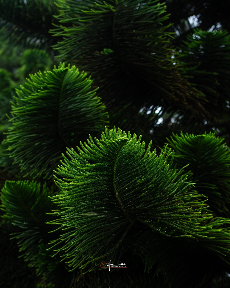 Therapy ✨ #kundasang <a href="/sabahtourism/">Sabah Tourism Board</a> <a href="/KKCity/">BKI 🍉</a>