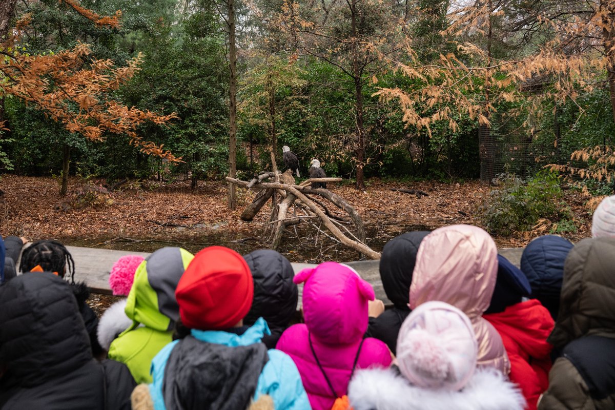 WCS Education (@wcseducation) on Twitter photo Let their imagination take flight with hands-on STEM learning at <a href="/thequeenszoo/">Queens Zoo</a>! 🦅 Teachers, we still have a few grant-funded field trips available for February. Qualifying Title 1 schools (K-8) in Queens D22 & D23 may email QZeducation@wcs.org or call 800-433-4149 to book. Let their imagination take flight with hands-on STEM learning at <a href="/thequeenszoo/">Queens Zoo</a>! 🦅 Teachers, we still have a few grant-funded field trips available for February. Qualifying Title 1 schools (K-8) in Queens D22 & D23 may email QZeducation@wcs.org or call 800-433-4149 to book.