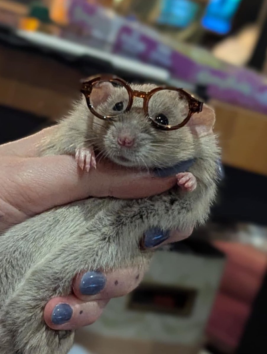 a bunch of rats✨ tweet media