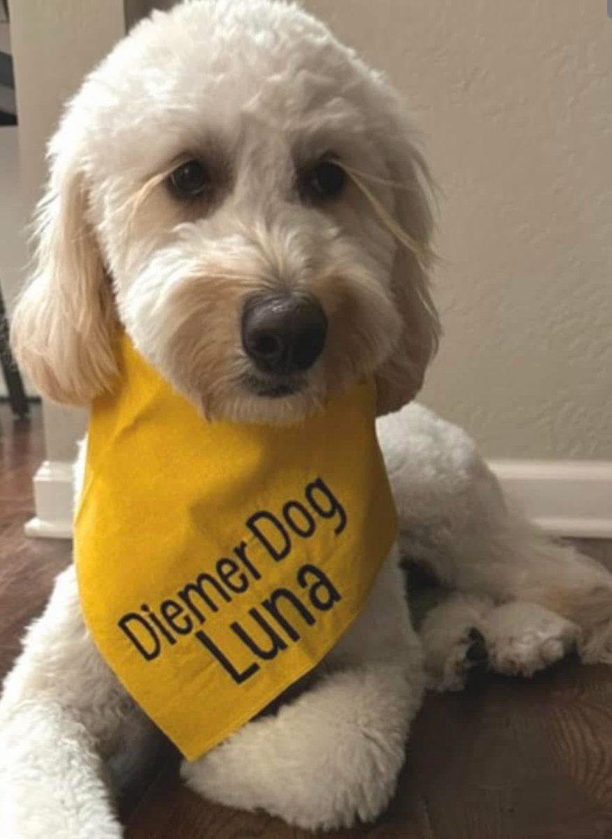 Britt Pumphrey (@brpumphrey) on Twitter photo We added the sweetest new teammate <a href="/DiemerEagles/">Diemer Eagles SMSD</a> this week! It has been a joy to watch our students welcome her! We added the sweetest new teammate <a href="/DiemerEagles/">Diemer Eagles SMSD</a> this week! It has been a joy to watch our students welcome her!