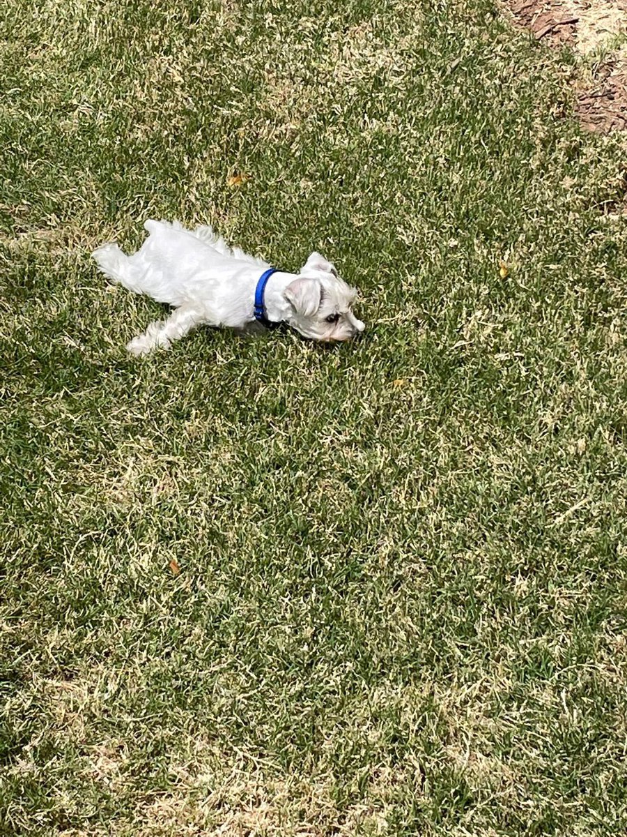 RangeSt0rmer's tweet photo. @DrLupo Bentley the grass shark mini schnauzer! https://t.co/2bGNnR6bcv