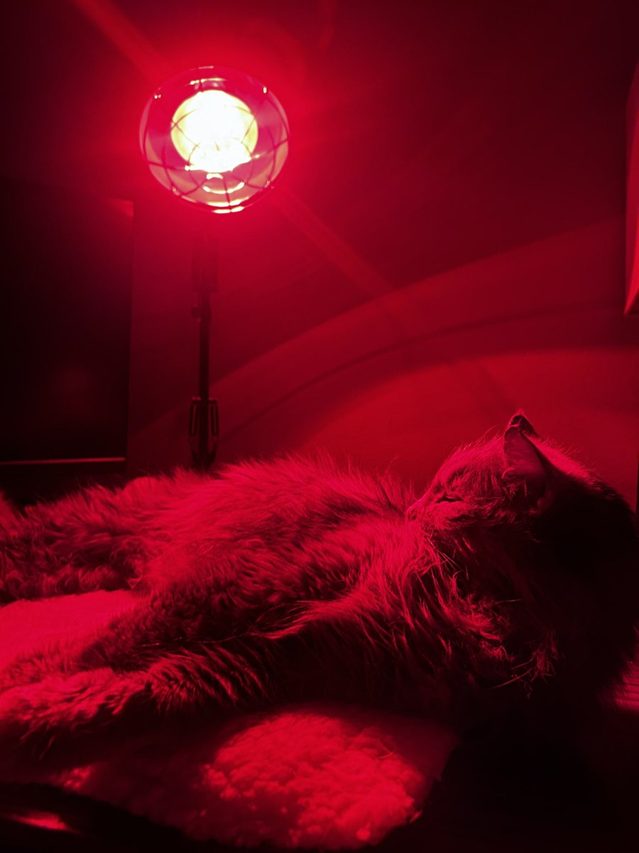 SatStackss's tweet photo. Peaty kitty https://t.co/vRlO74WXfc