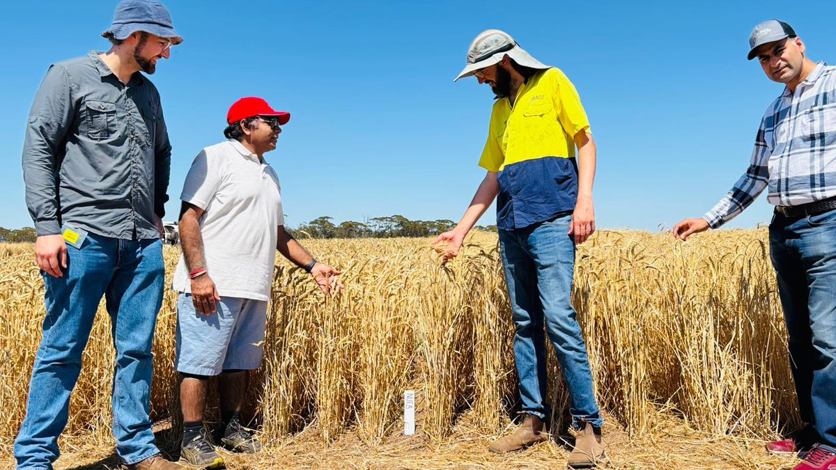 Jaco Daniel Zandberg (@zandberg_jaco) on Twitter photo Hello and Good morning everyone. I have the pleasure of announcing my new role as a post-doc at Murdoch University, SABC <a href="/MurdochUni/">Murdoch University</a> <a href="/MU_CCFI_Biotech/">Murdoch's Centre for Crop & Food Innovation & SABC</a>. My role here is to manage the GRDC NUE project along with Professor R Varshney and his team. Look forward to many updates! Hello and Good morning everyone. I have the pleasure of announcing my new role as a post-doc at Murdoch University, SABC <a href="/MurdochUni/">Murdoch University</a> <a href="/MU_CCFI_Biotech/">Murdoch's Centre for Crop & Food Innovation & SABC</a>. My role here is to manage the GRDC NUE project along with Professor R Varshney and his team. Look forward to many updates!