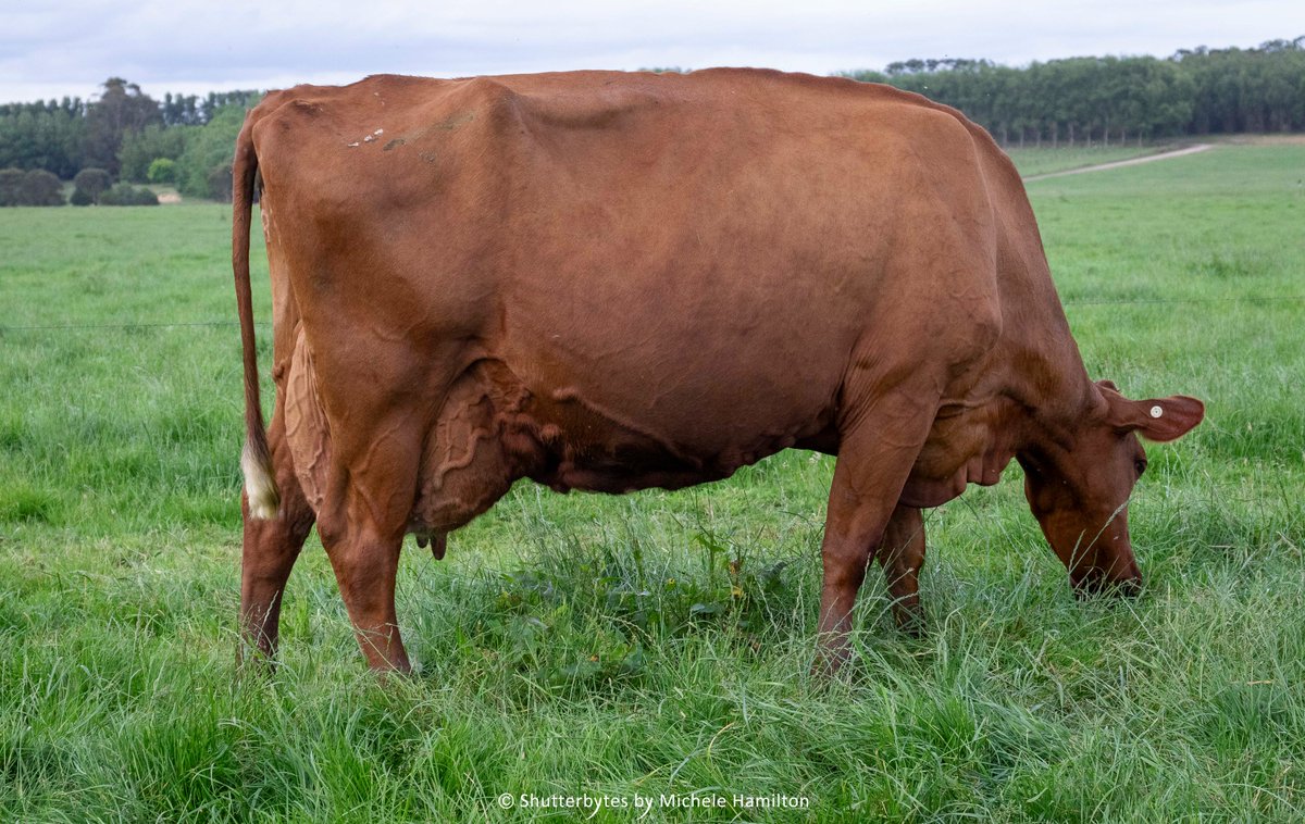 Hamiltons_Run's tweet photo. A nice little surprise for us on Tues night. Cluain 3975 Matilda sired by VRCIGAR won her senior age group class in the Vic @aussiereds On Farm Challenge. 
#dairyfarming
#LimestoneCoast
#dairycharacter
#dairyquality
@VikingGenetics 
#Australia https://t.co/indybWbPww