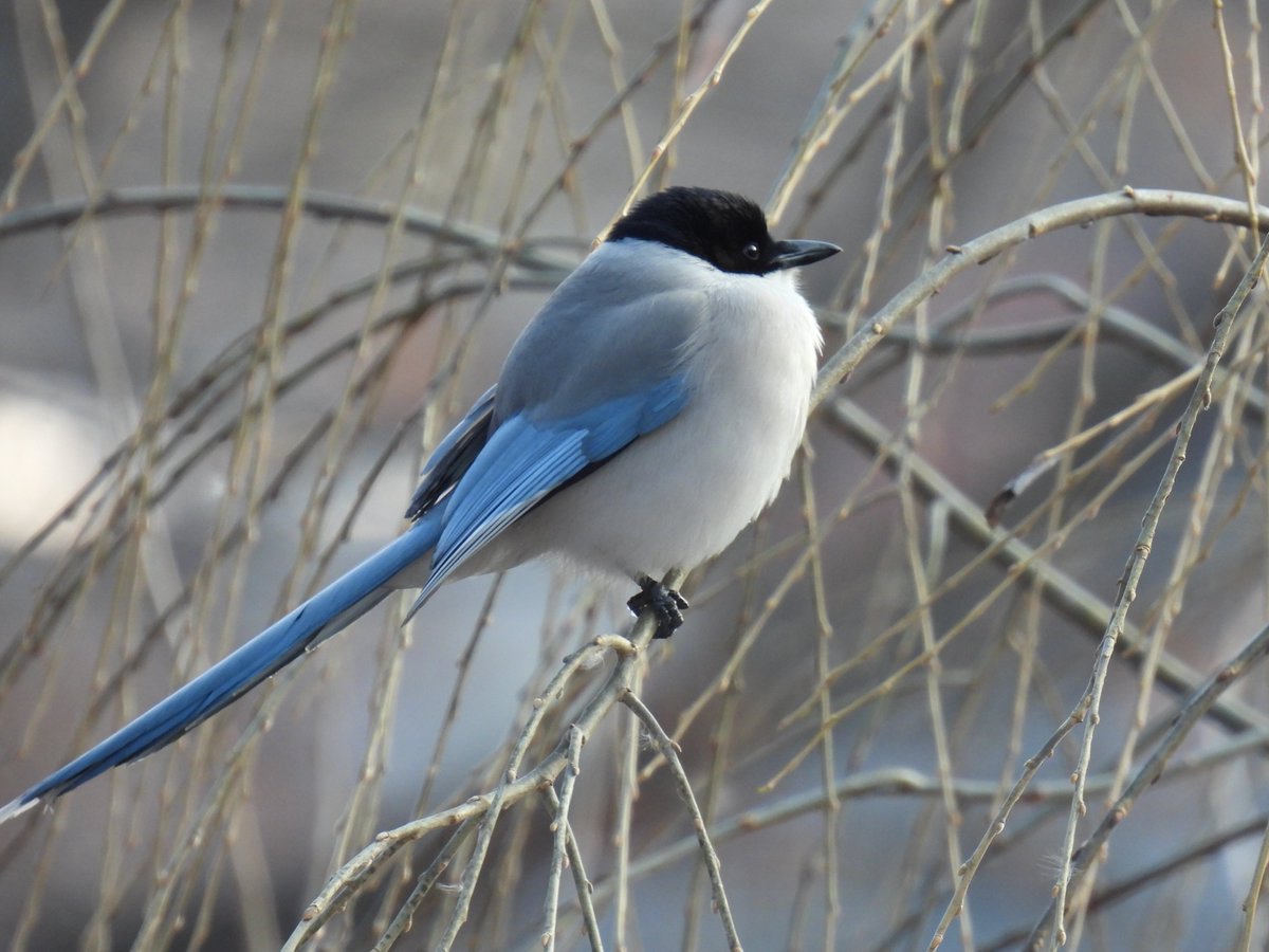 물까치도 동그래지는
영하의 날씨
하늘색 깃털이 예뻐요