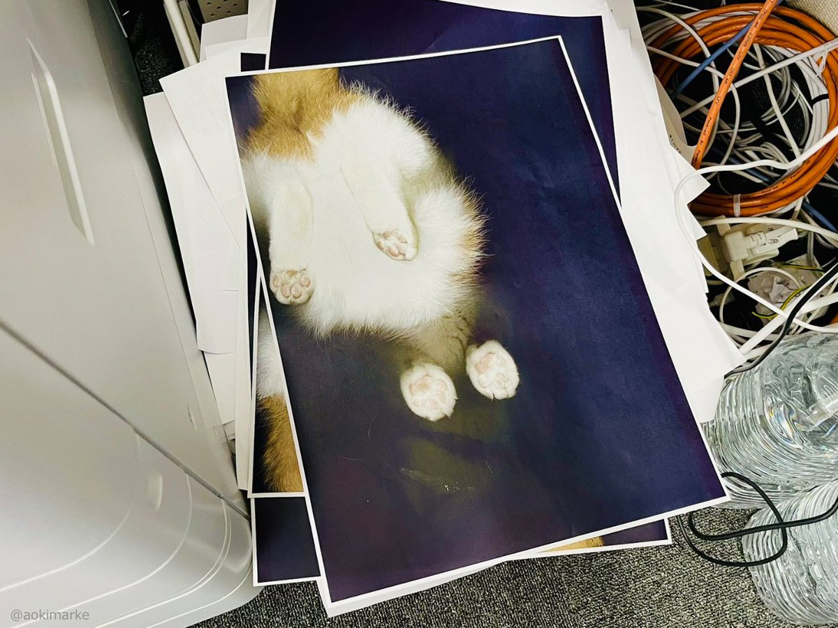 CAT_PRESS's tweet image. 会社のコピー機に興味津々で飛び乗った猫ちゃん。そのまま綺麗にフルカラー印刷されてしまう事案が発生⇒cat-press.com/cat-news/full-…