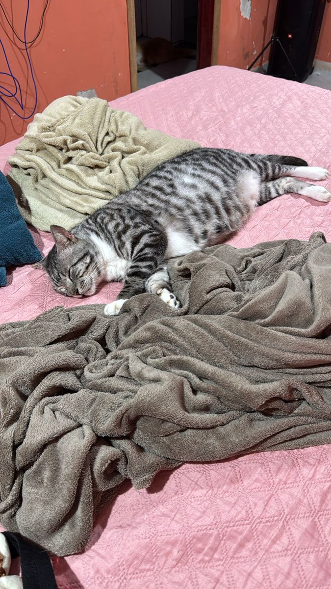 Boa noite meus súditos. Eu sou o Salomão