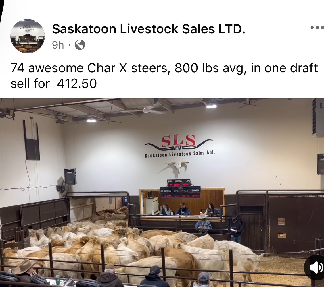 RobbieChomik's tweet photo. This got sent to me today and is to good not to share. Top char cross steers brought $3,300 In Saskatoon.  
#beidentifiable https://t.co/Qt70JNsu5V