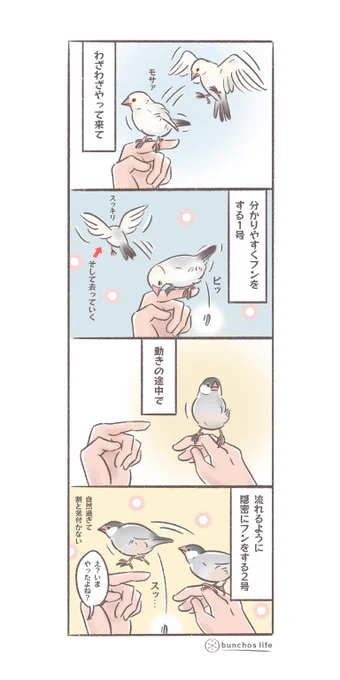 フンの仕方もそれぞれ個性
#文鳥 
#4コマ漫画 
