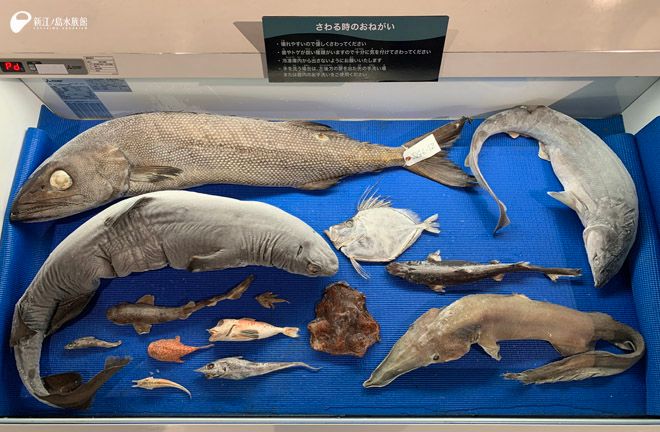 新江ノ島水族館 on X: 新江ノ島水族館 on X: