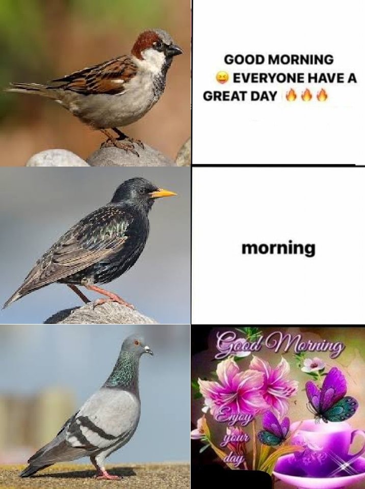 NeonTetraploid's tweet photo. are the pigeon stans gonna stop sending me angry letters in the mail now? https://t.co/Cd6Qjbr6FD