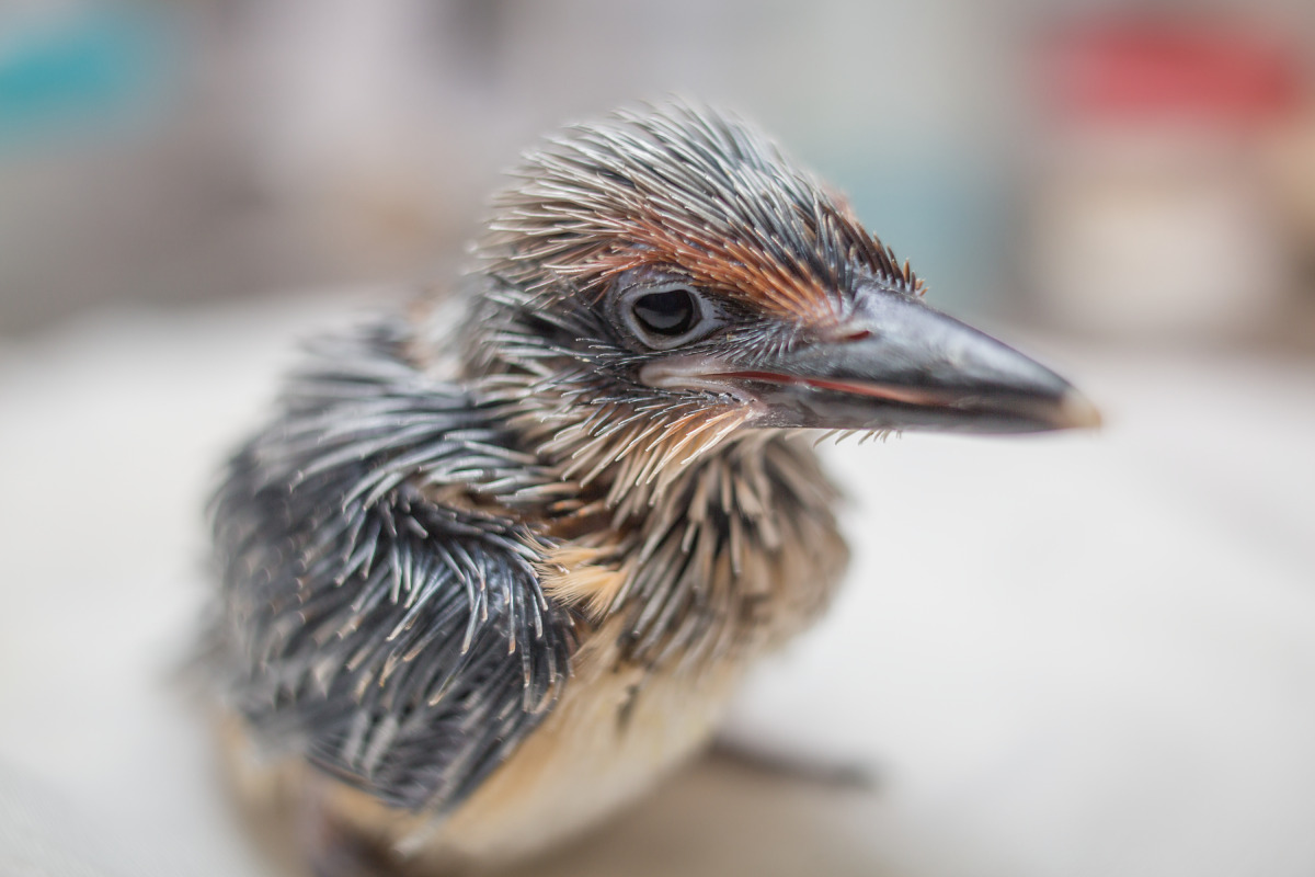 RealmOfAnimals's tweet photo. Meet the Guam Kingfisher! ๐ฆ This vibrant bird is so exceptional that itโs only found in captivity, as itโs extinct in the wildโefforts are underway to reintroduce them to their natural habitat! ๐ฟ๐ #ConservationHero https://t.co/PkLx73on7C