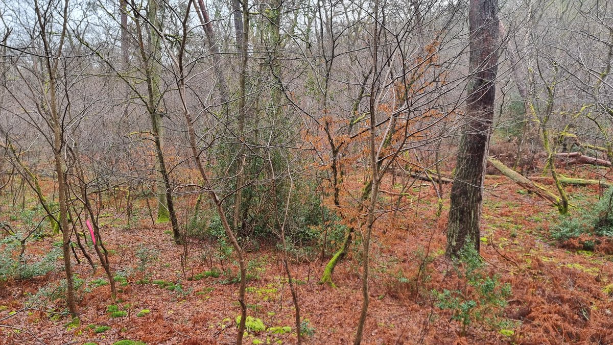 Encore un poste magnifique en forêt de Compiègne. Tir quasi sur 180°.
#traqueaffut