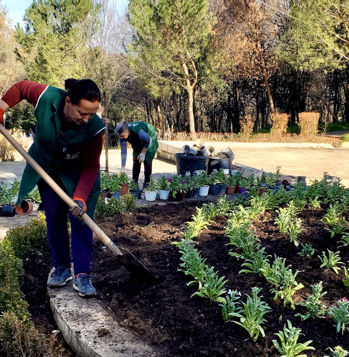 Çdo ditë kujdesemi për gjelbërimin e Parkut të Liqenit 🌳 – ujitje 💦, krasitje ✂️, ndriçim 💡dhe gjithçka që e bën këtë hapësirë të pastër e të bukur për të gjithë. 🥰