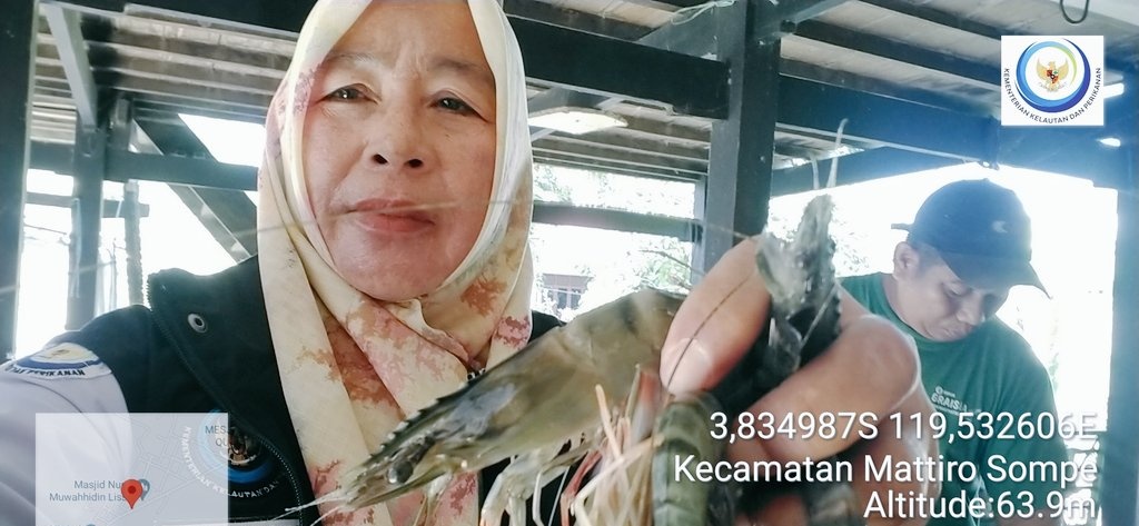 MLuhkan's tweet photo. Rabu(15/01/25),Muliyati,Luhkan kab. Pinrang, Lamba  di Pokdakan potongnge Desa Mattongang tongang,panen udang windu,tambak tradisional pada Rabu  22 Januari 2025,sebanyak 17kg,harga 87.000/kg
#GiatLuhkanSatminkalMaros 
#Pinrang
#Panen
#Luhlapor https://t.co/W2tfFi7SzX